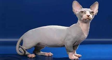 foto gato raça elfo