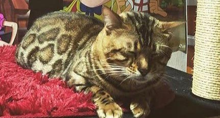 foto gato raça Belgal