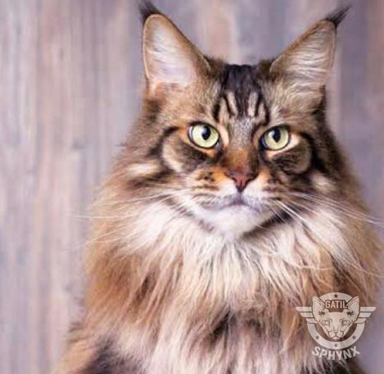 foto raça Maine Coon