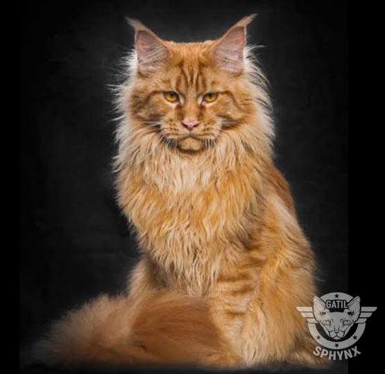 foto raça Maine Coon