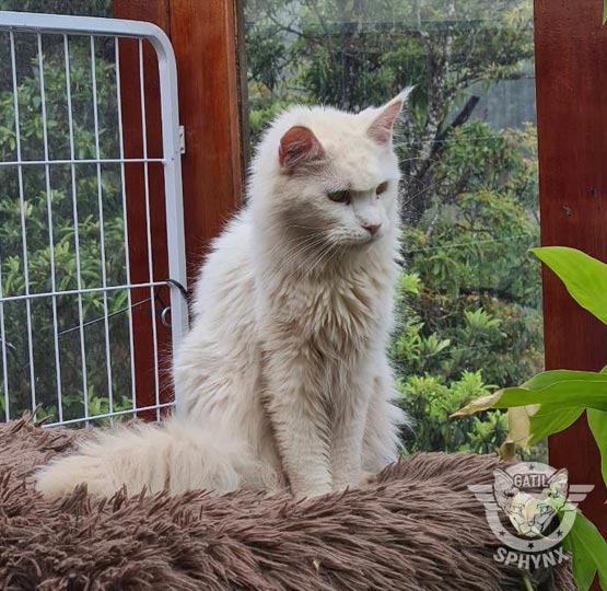 foto raça Maine Coon