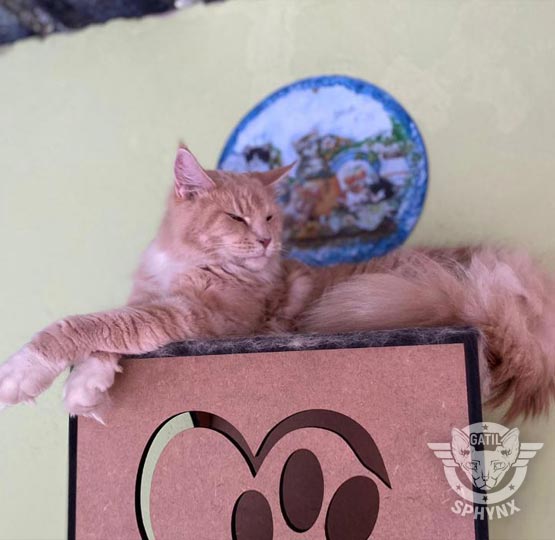 foto raça Maine Coon