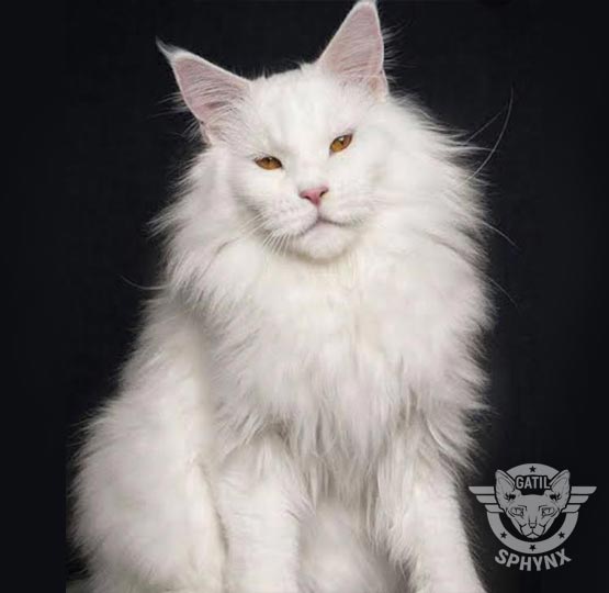foto raça Maine Coon