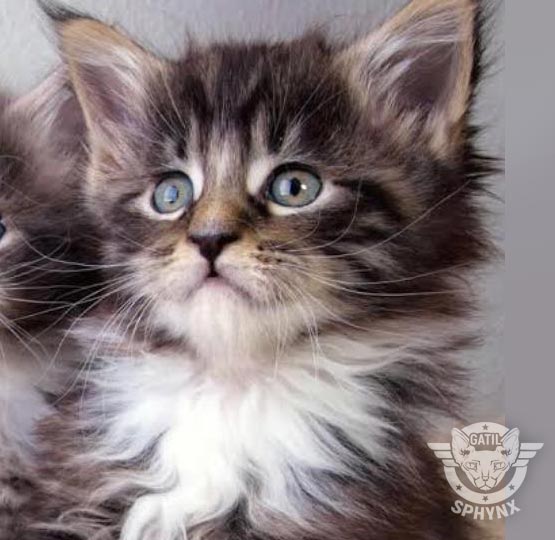 foto raça Maine Coon