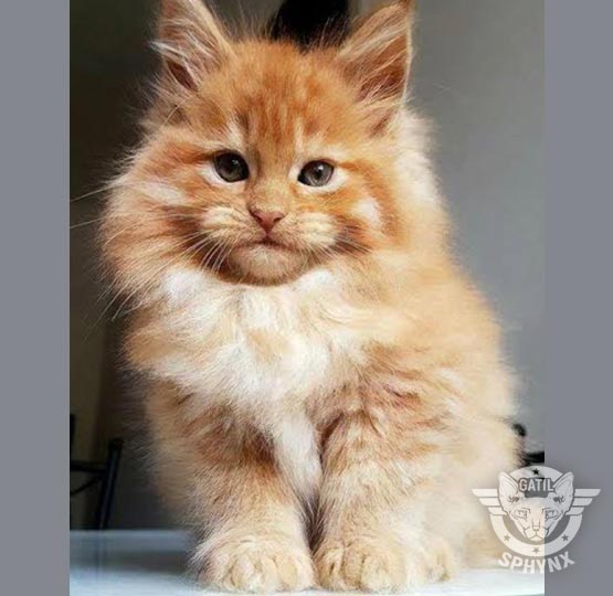 foto raça Maine Coon