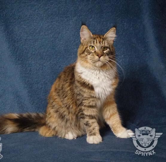 foto raça Maine Coon