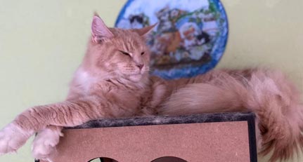 foto gato raça elfo