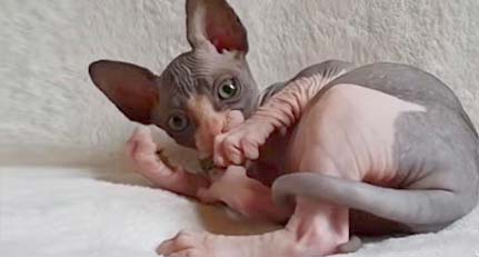 foto gato raça elfo